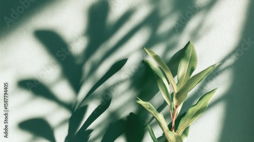 Minimalist green plant casting soft shadows on a light textured wall, creating a serene and natural atmosphere.