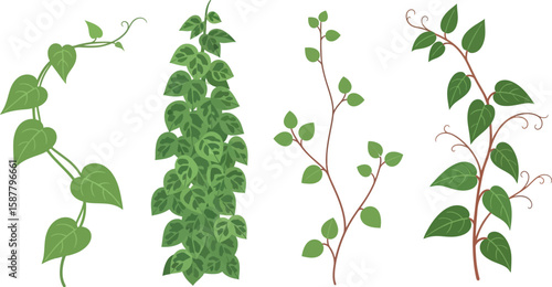 Illustration of four different types of climbing plants with green leaves on white