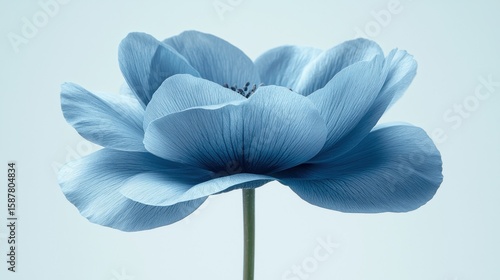 Delicate light blue flower