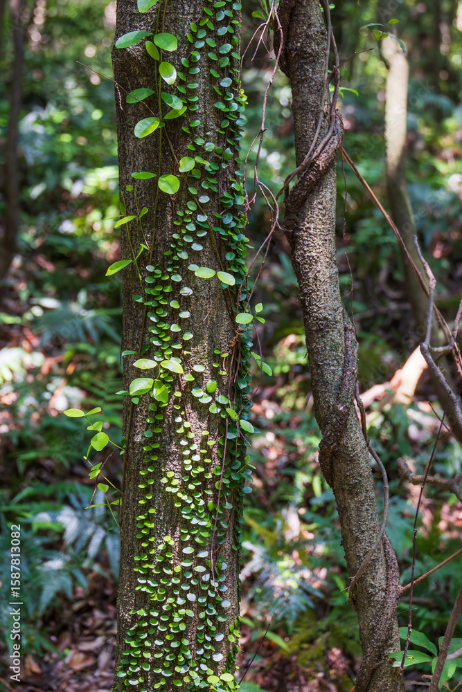 Fototapeta premium Tiny round leaves of Dischidia nummularia trailing along a tree branch under soft sunlight. String of Nickels, Button Orchid Vine