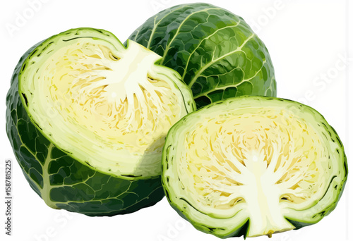 Fresh green cabbage heads cut in half on white background  