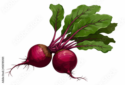 Fresh red beets with green leaves on white background  