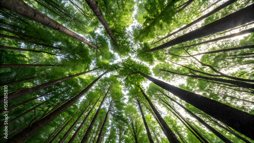 A view looking up into the lush green canopy of a vibrant forest, with sunlight filtering through the leaves