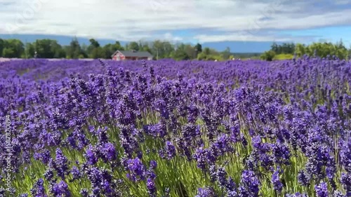 Purple Lavender field on a sunny day. Lavender flowers swaying in the wind