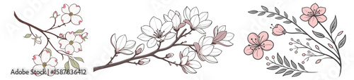 Elegant floral branches with blossoms botanical art nature vector illustration
