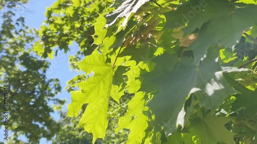 A slow-motion summer scene capturing delicate flowers and green leaves gently swaying in the breeze.