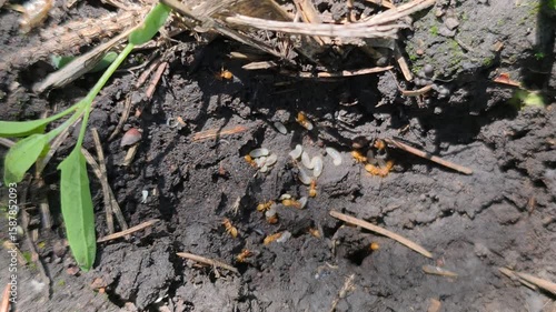 Ants hurriedly carry their larvae into the safety of their anthill, showcasing their incredible organization and survival instincts. 