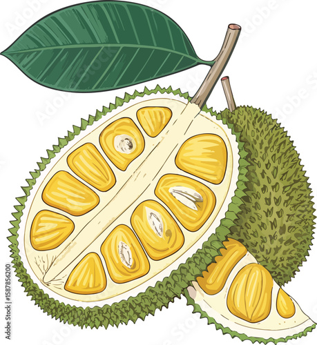 vector illustration of an orange fruit