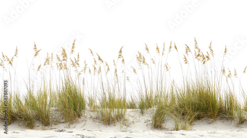 Natural green grass growing in soft sand with dry texture isolated on white background