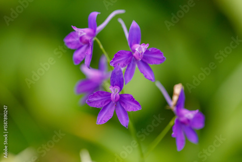 A bunch of purple flowers are in a green field