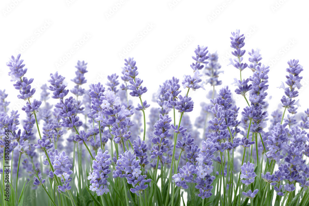 Naklejka premium Purple lavender flowers isolated on transparent background