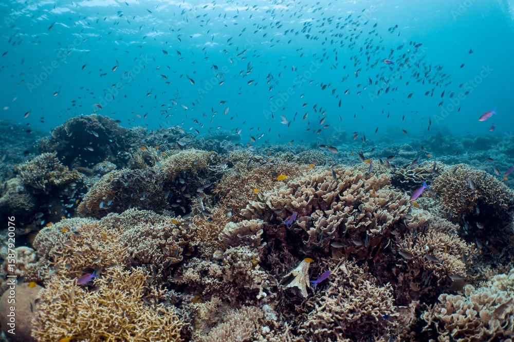 Fototapeta premium Vibrant coral reef teeming with countless small fish in a tropical ocean.