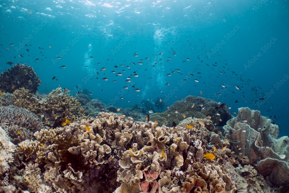 Fototapeta premium Divers explore a vibrant coral reef teeming with schools of fish in crystal-clear waters.