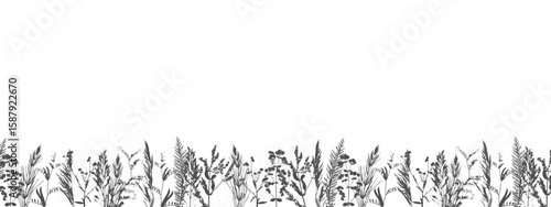 Border meadow flowers, black ink silhouette on white. Herbal background. Herbarium. 