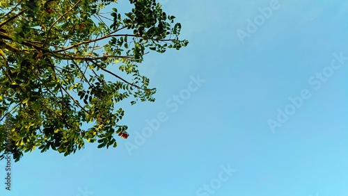 Bild auf Leinwand A clear blue sky with green tree branches and leaves extending from the upper left corner, creating a natural and minimalistic composition with ample copy space