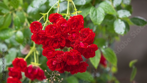 A bouquet of small red roses.