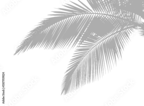 Shadow overlay of a palm