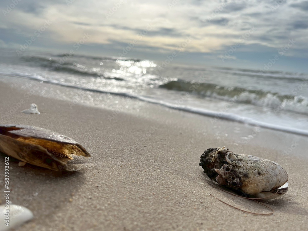 sea shell on the beach sea shell on the beach