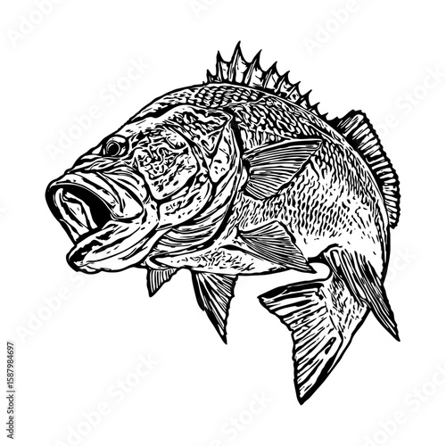 barramundi fishing illustration logo vector image t shirt
