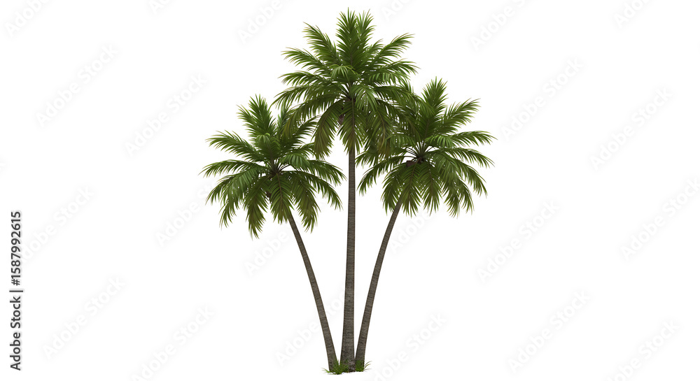 Obraz premium Isolated Tropical Coconut Palm Tree on White Background