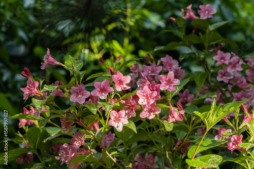 Wallpaper Mural Blooming Weigela Bristol Ruby. Selective focus and close-up of beautiful bright pink Weigela flowers on blurred green background in ornamental garden. Selective focus. Nature concept for design Torontodigital.ca