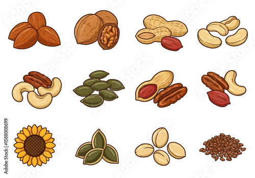 Illustration of nuts and seeds including almonds walnuts peanuts cashews pecans pumpkin seeds sunflower and flax seeds
