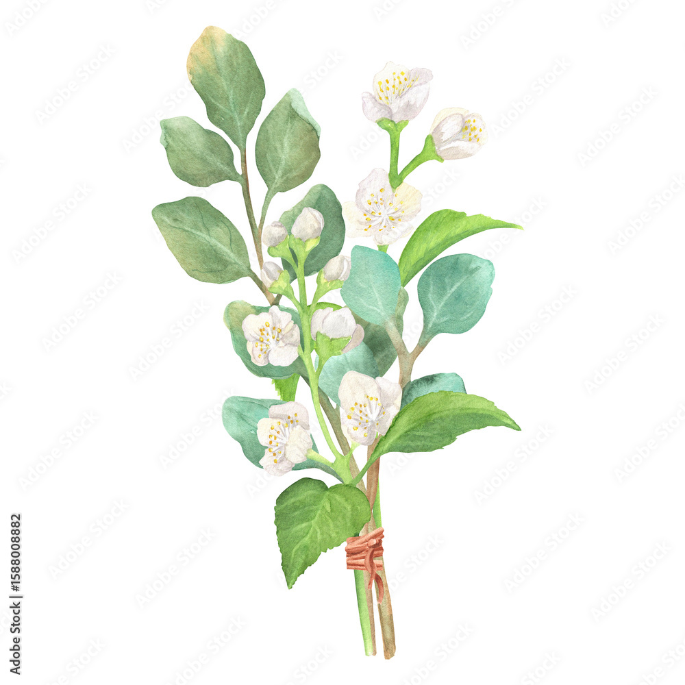 Naklejka premium A bouquet of watercolor eucalyptus and jasmine twigs with white flowers and green leaves. Herbal garden clipart. Hand-drawn illustration of aromatherapy plants for herbal cosmetic, tea