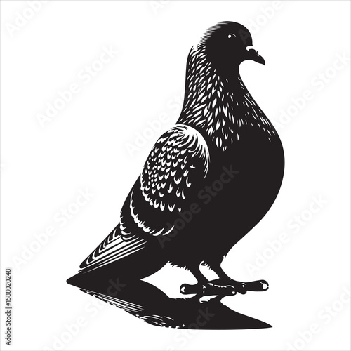 siting  pigeon Silhouette Vector Art and Graphic vector black color silhouette , white background 