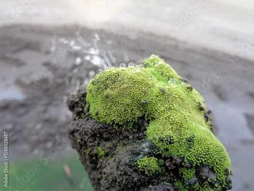 moss on the pipe