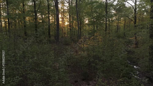 Wallpaper Mural over forest in springtime aerial drone view Torontodigital.ca