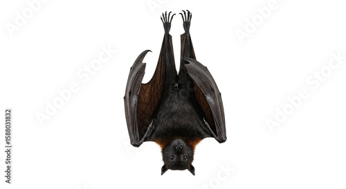 UpsideDown Bat Isolated on White Background.