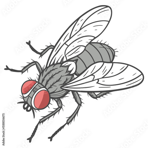Fly and mosquito sucking blood vector illustration on white background