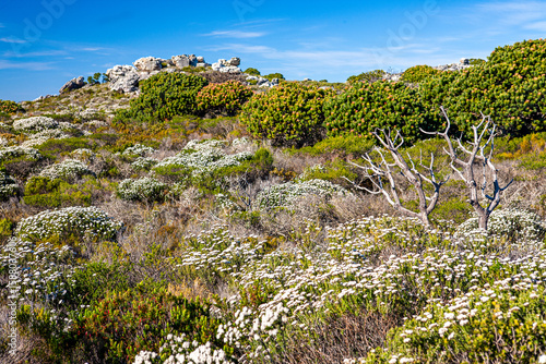 Fynbos Vegetation in Cape Point Nature Reserve, South Africa