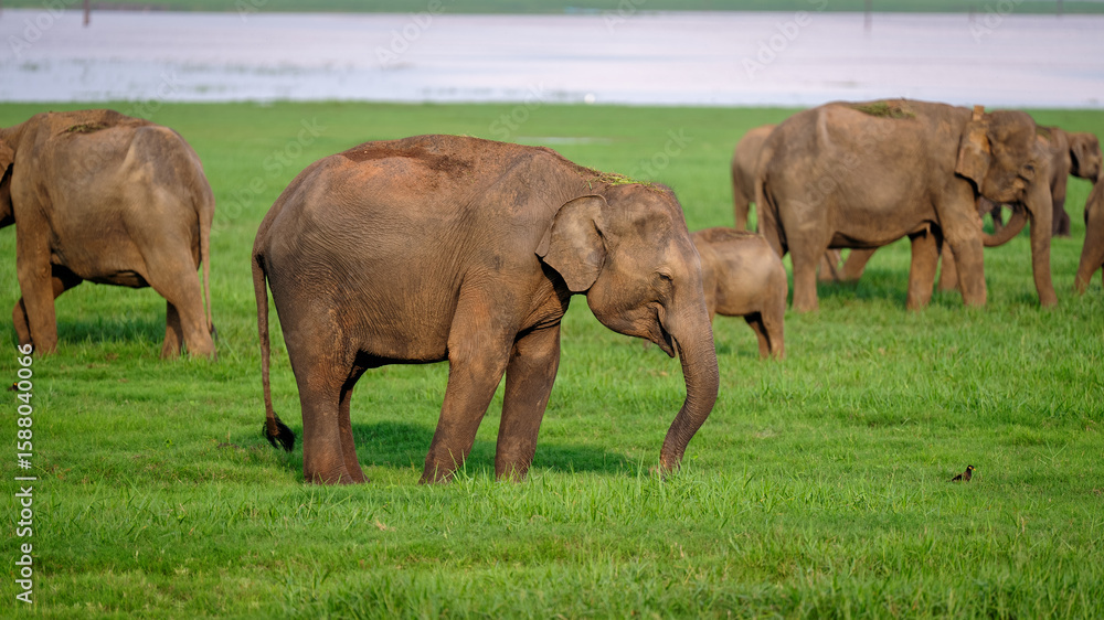 Fototapeta premium herd of elephants in the grass