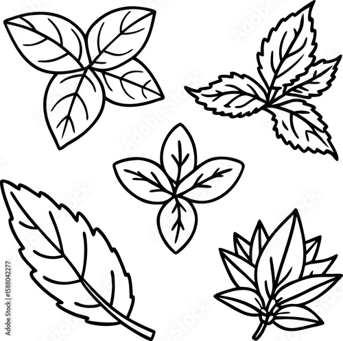 Herbal Tea Leaves Line Art vector  Set