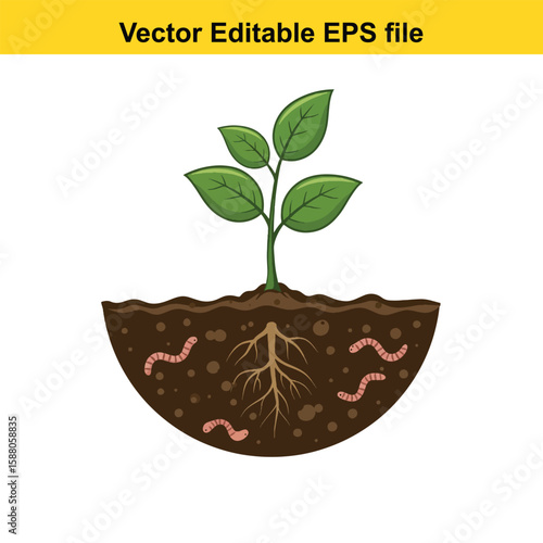 Plant roots and earthworms in fertile soil