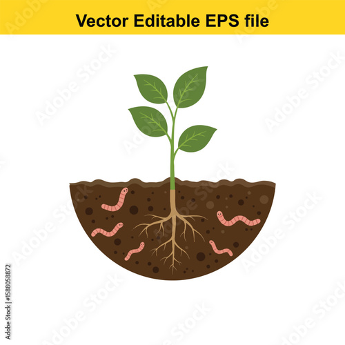 Plant roots and earthworms in fertile soil