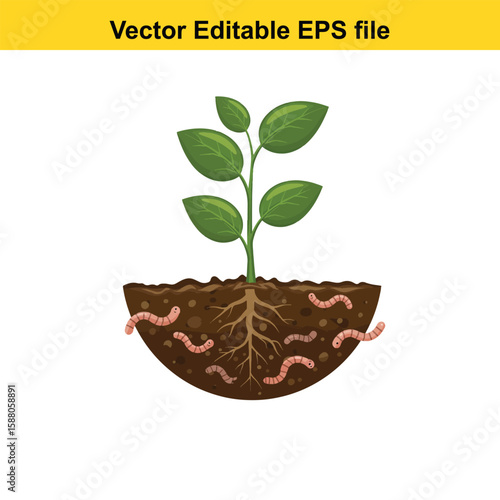 Plant roots and earthworms in fertile soil