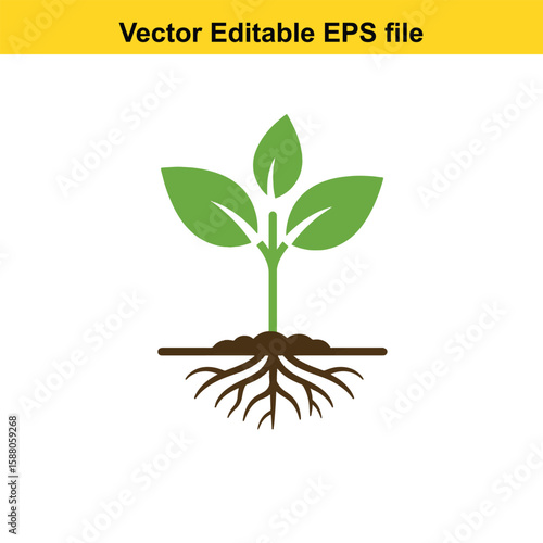 A young plant with green leaves and roots in soil