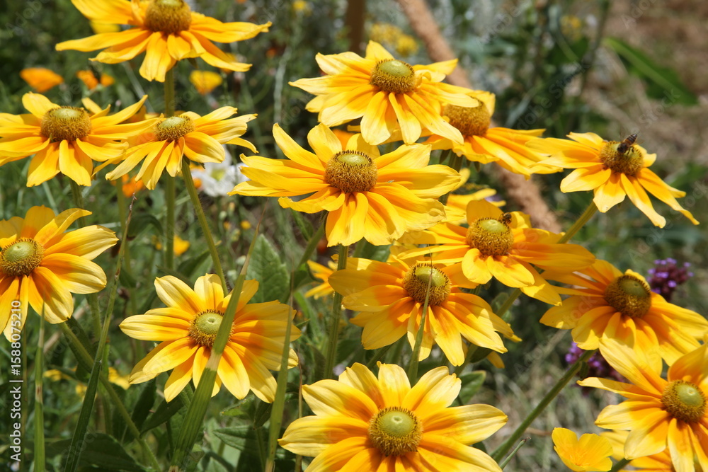Fototapeta premium Fleurs Rudbeckia Prairie Sun en floraison dans un jardin