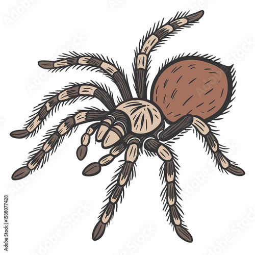 Vector illustration of a brown spider on white background