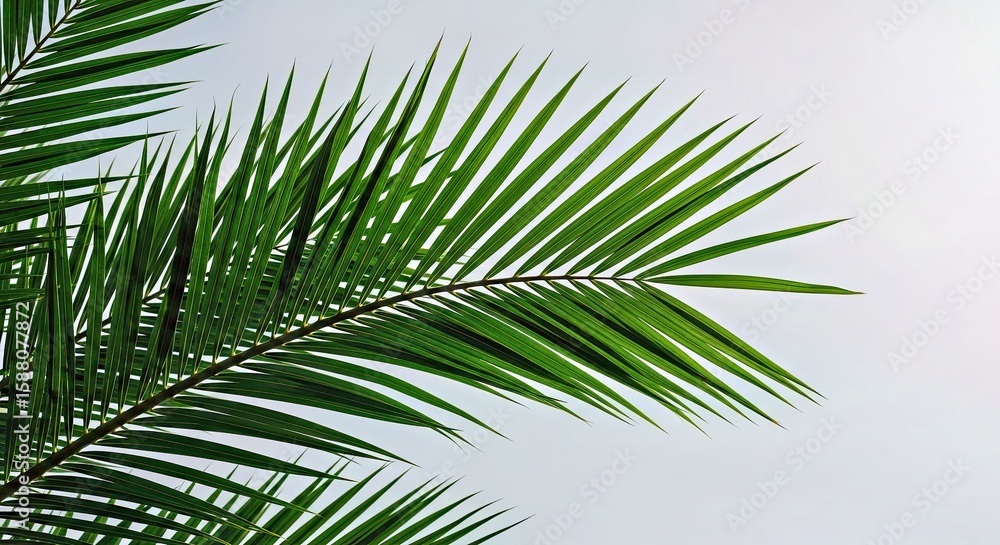 Fototapeta premium Lush Green Palm Fronds Tropical Foliage Background