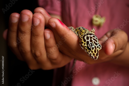 Wallpaper Mural Hand Holding Pet Leopard Gecko Torontodigital.ca