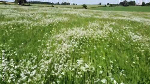 Lush green field with wildflowers