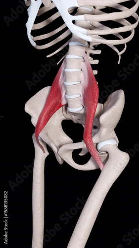 Psoas Major Muscle Movement Vertical Video