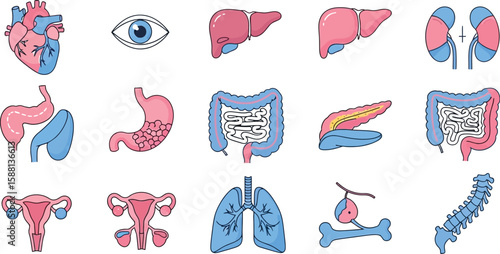 Human internal organs collection with heart, liver, kidney, lung and stomach illustrations