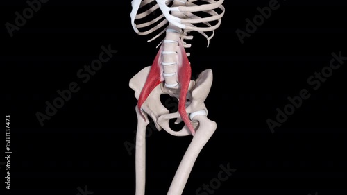 Psoas Major Muscle Movement