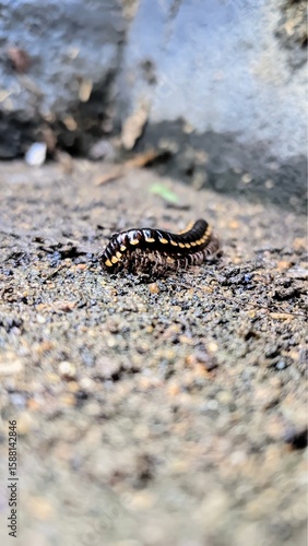 Tropical Myriapod on Wet Earth Surface