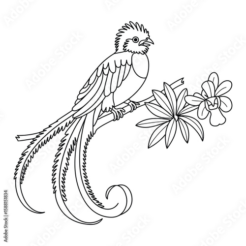 Resplendent Quetzal in cloud forest Coloring Page, Vector, Illustration, Icon, Outline, Line Art, Silhouette, White Background.