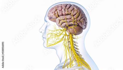 Detailed Anatomy of Human Brain and Nervous System with White Background